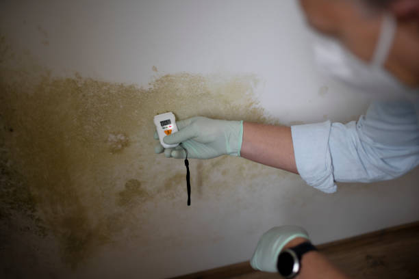 Best Certified Mold Removal  in Belton, SC